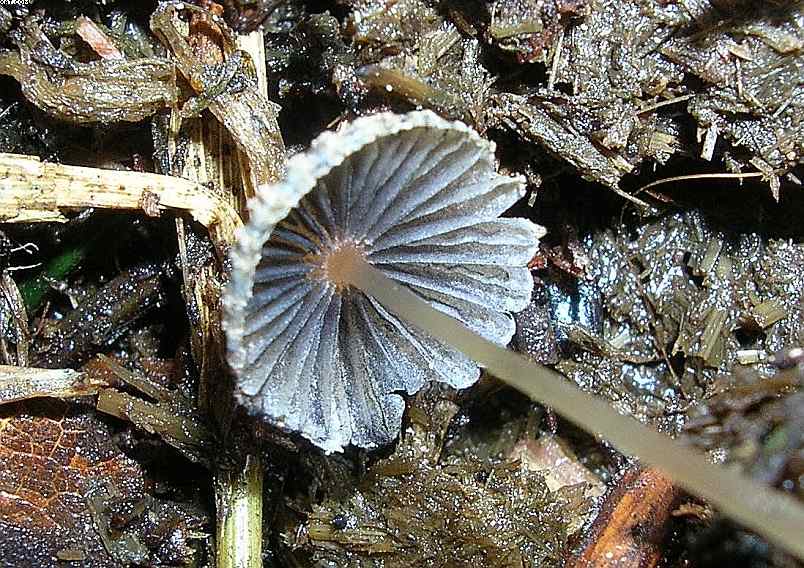 St. Chrischona ( CH )   30. Aprile 2005